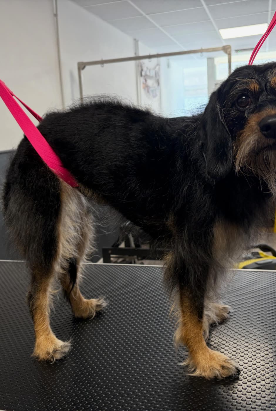 A black and tan terrier cross with a long, wiry, overgrown coat before its groom