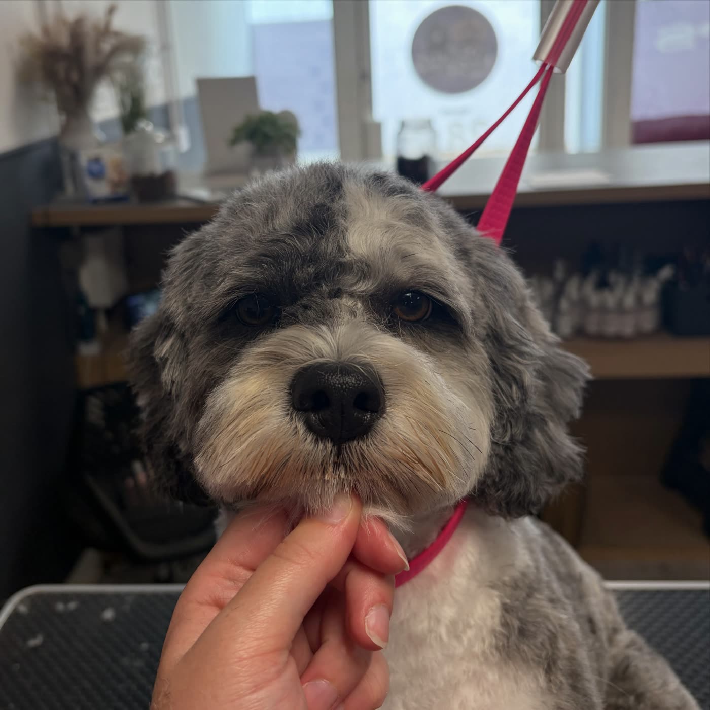 A groomer gently holding a grey and white cockapoo under the chin