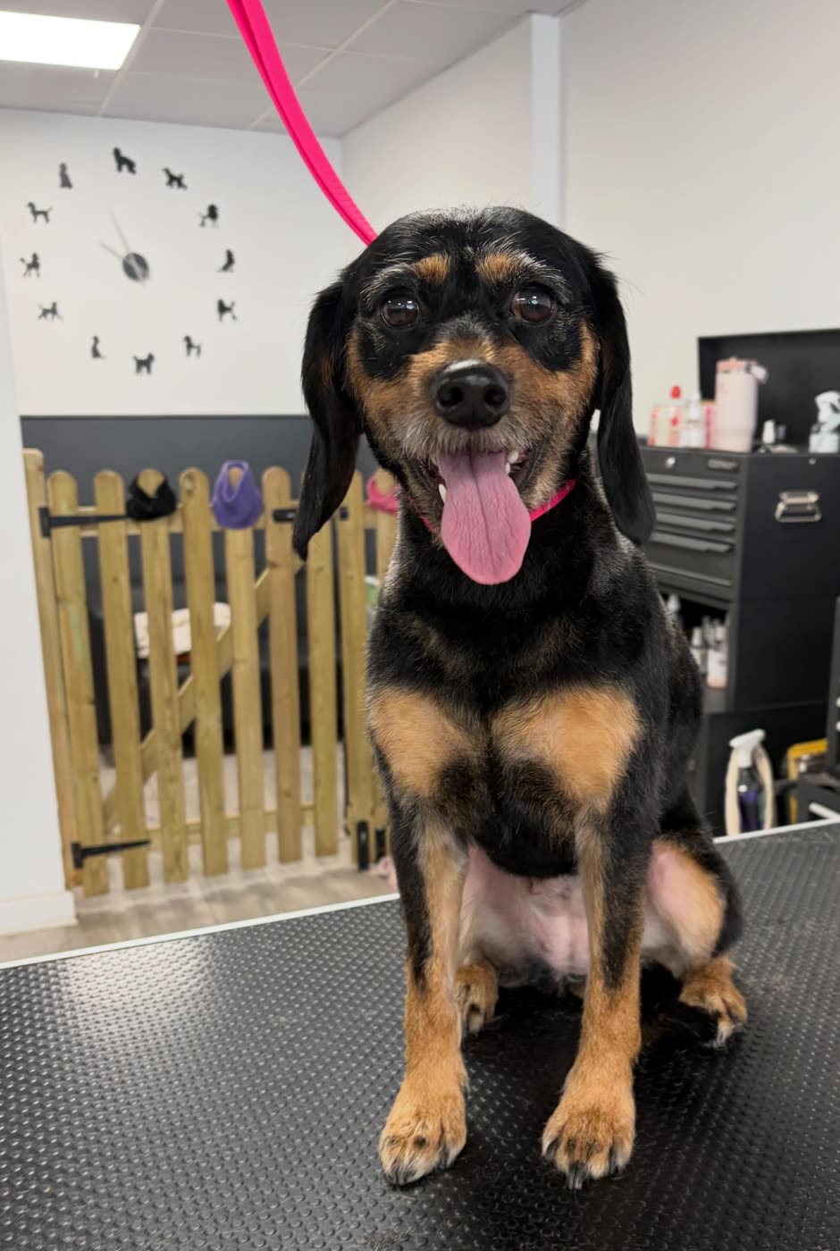 A black and tan terrier cross sitting with its tongue out after a groom
